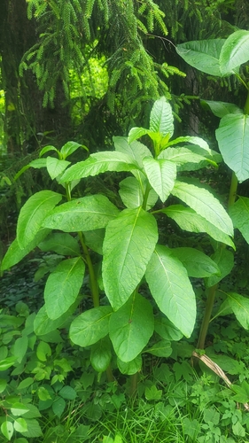 American pokeweed