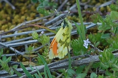 Anthocharis euphenoides