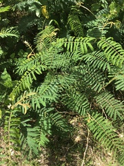 Mimosa pigra