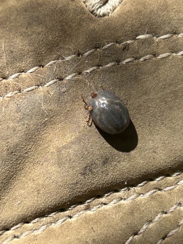 Rabbit Tick photo 3