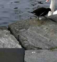 Gallinula chloropus