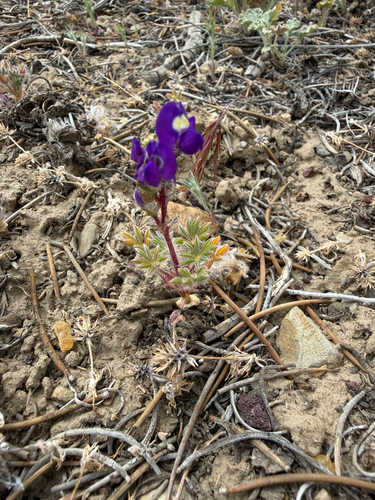Lupinus flavoculatus, 2026-05-22