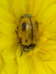 Cryptocephalus rugicollis