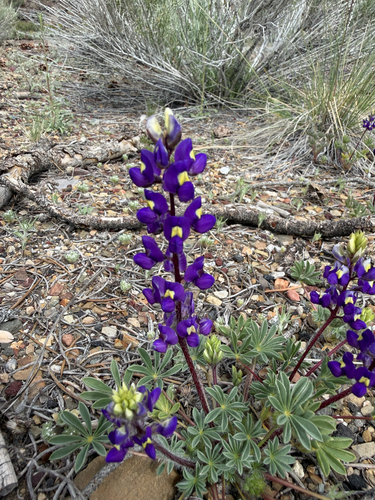 Lupinus flavoculatus, 2026-05-22