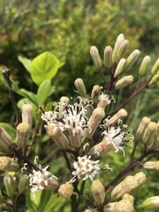 Syneilesis hayatae