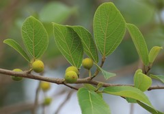 Ficus exasperata