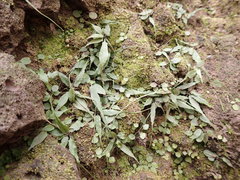 Asplenium ruprechtii