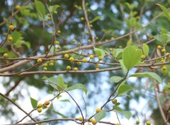 Ficus exasperata