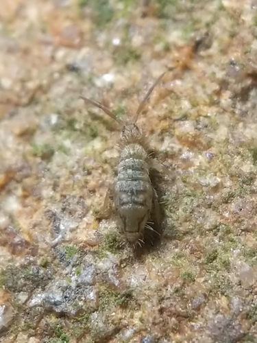 Cosmopolitan Springtail, photo 9 of 9