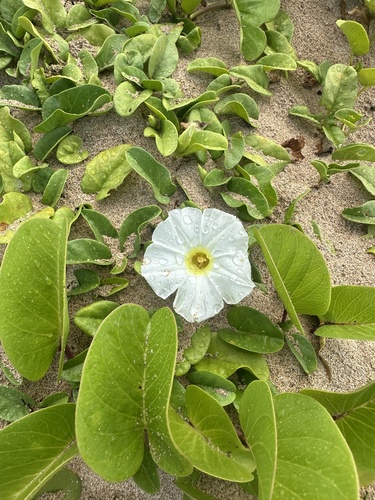 Ipomoea imperati observed 2026-05-24