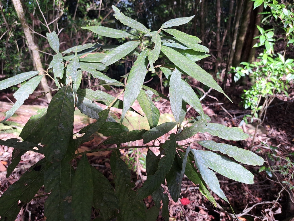 Lithocarpus amygdalifolius; photograph (c) vrxz, some rights reserved (CC BY-SA)
