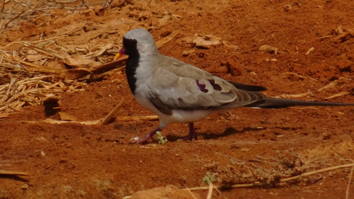 Namaqua Dove