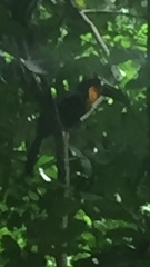 Ramphastos vitellinus ariel