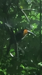 Ramphastos vitellinus ariel