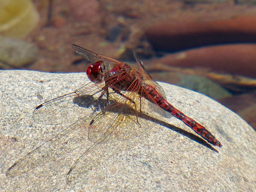 Red Rock Skimmer photographed in Colorado