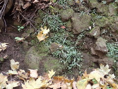 Asplenium ruprechtii