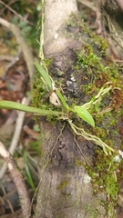 Sarcochilus australis