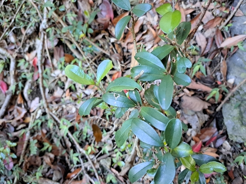 Embelia laeta, photograph 2