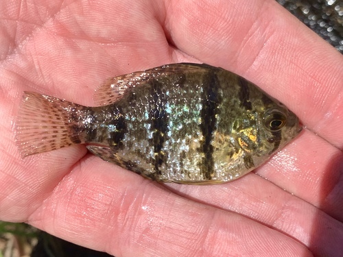 Black-banded Sunfish