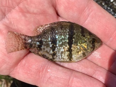 Blackbanded Sunfish photo 4