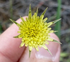 Asteraceae