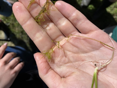 Nitella flexilis observed 2026-05-25