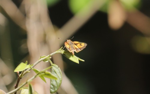 Axehead Skipper