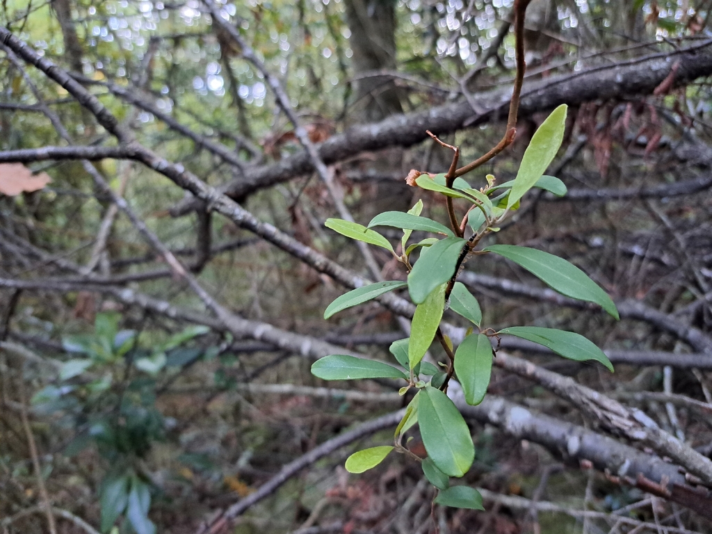 Embelia laeta; photograph (c) vrxz, some rights reserved (CC BY-SA)