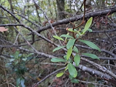 Embelia laeta