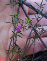 Indigofera sp14