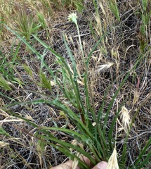 Asteraceae