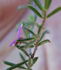 Indigofera sp14