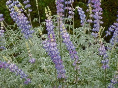 Lupinus paynei