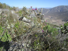 Podalyria burchellii
