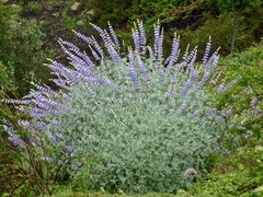 Lupinus paynei