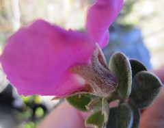 Podalyria burchellii