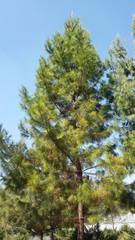 Pinus chiapensis