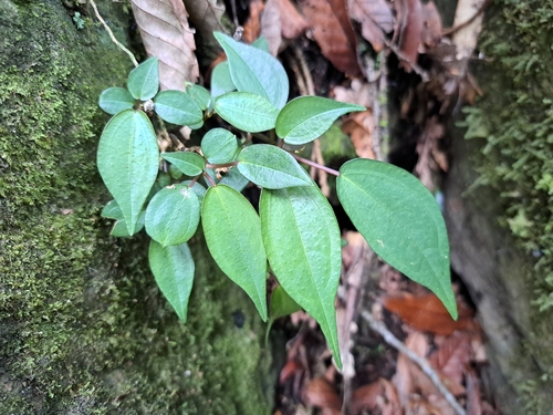 Pilea plataniflora