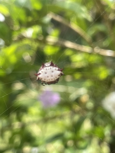 Spinybacked Orbweaver