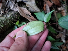 Pilea plataniflora, photograph (c) vrxz, some rights reserved (CC BY-SA)
