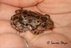 Hylambates maculatus