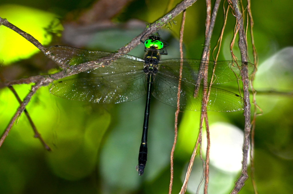Macromia chalciope