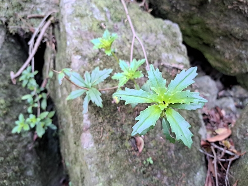 Lysionotus pauciflorus, photograph 4