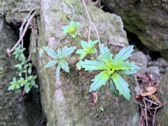 Lysionotus pauciflorus, photograph (c) vrxz, some rights reserved (CC BY-SA)