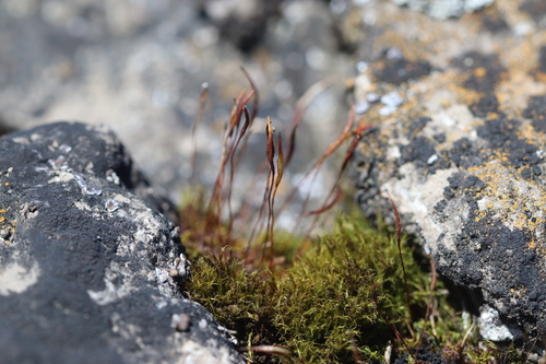 Mucronate Screw Moss