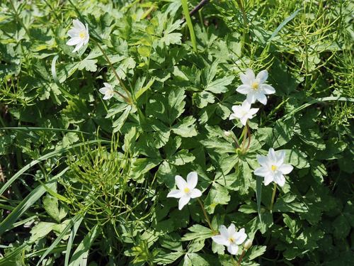 Anemonastrum flaccidum, photograph 2
