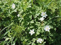 Anemonastrum flaccidum