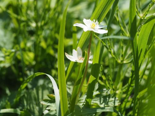 Anemonastrum flaccidum, photograph 3