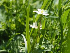 Anemonastrum flaccidum