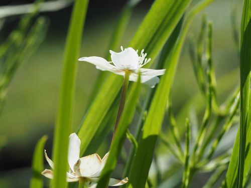 Anemonastrum flaccidum, photograph 4